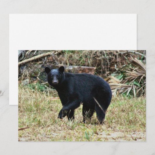 Florida Black Bear ノートカード (正面/裏面)