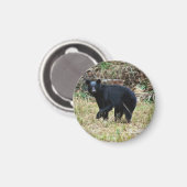 Florida Black Bear マグネット (正面/裏面)