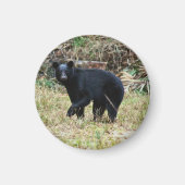 Florida Black Bear マグネット (正面)