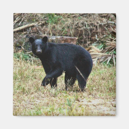 Florida Black Bear マグネット