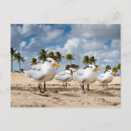 Florida - Four Terns at aビーチはがき ポストカード