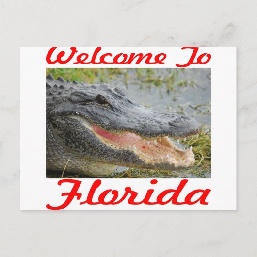 Florida Gatorへようこそ ポストカード (正面)