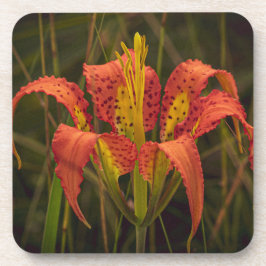 "Florida Lily" Coaster Set of 6 コースター