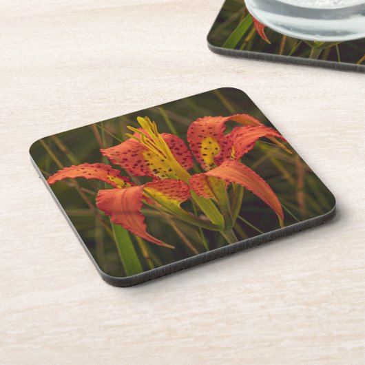 "Florida Lily" Coaster Set of 6 コースター (左側)