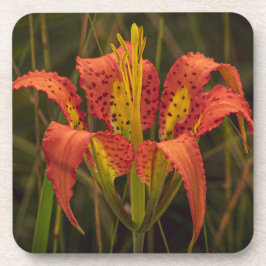 "Florida Lily" Coaster Set of 6 コースター