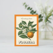 Florida Orange Fruitからのヴィンテージの挨拶 ポストカード (スタンド正面)