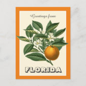 Florida Orange Fruitからのヴィンテージの挨拶 ポストカード (正面)