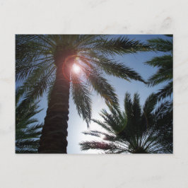 Florida Palm Trees in the Sun Post card ポストカード