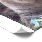 Florida Panther ポスター (角)