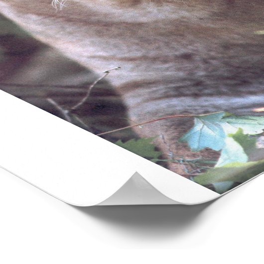 Florida Panther ポスター (角)