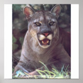 Florida Panther ポスター (正面)