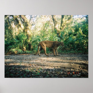 Florida Panther in forest ポスター