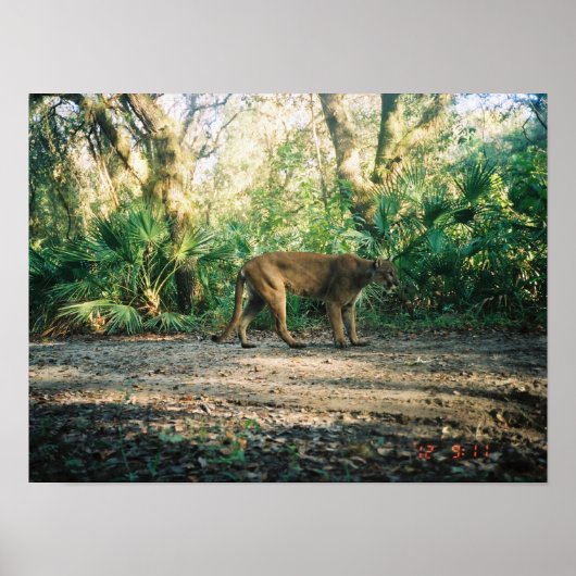 Florida Panther in forest ポスター (正面)