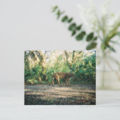 Florida Panther in forest ポストカード (スタンド正面)