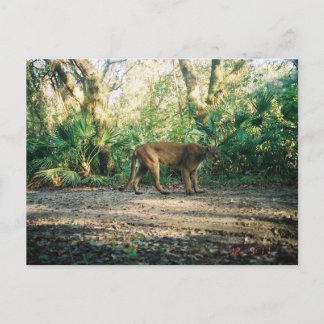 Florida Panther in forest ポストカード