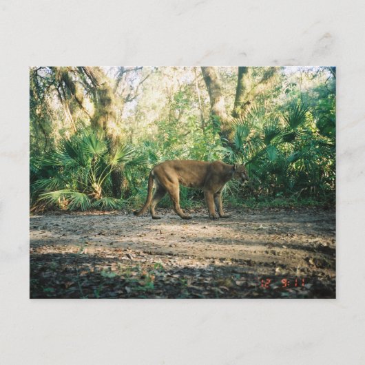 Florida Panther in forest ポストカード (正面)
