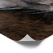 Florida Panther Poster (4071) ポスター (角)