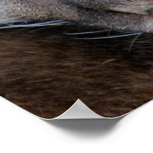 Florida Panther Poster (4071) ポスター (角)