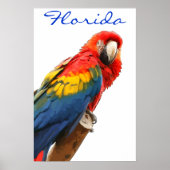 Florida Scarlet Macaw Poster ポスター (正面)