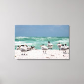 Florida Terns on White Sandy Florida Beach キャンバスプリント (正面)