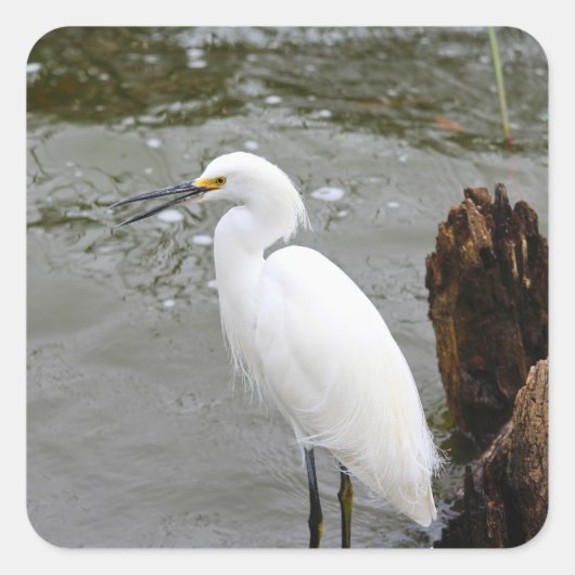 Florida's Singing Egret スクエアシール (正面)