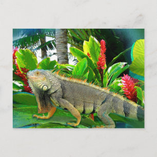 Floridian Iguanaはがき ポストカード
