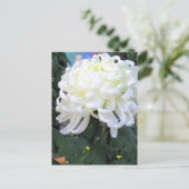 Florists’ daisy ポストカード (スタンド正面)
