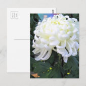 Florists’ daisy ポストカード (正面/裏面)