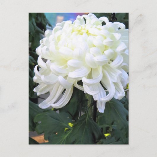 Florists’ daisy ポストカード (正面)