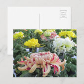 Florists’ daisy ポストカード (正面/裏面)