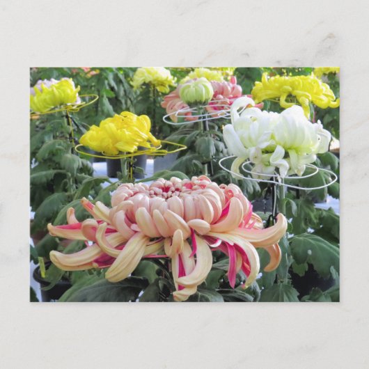Florists’ daisy ポストカード (正面)
