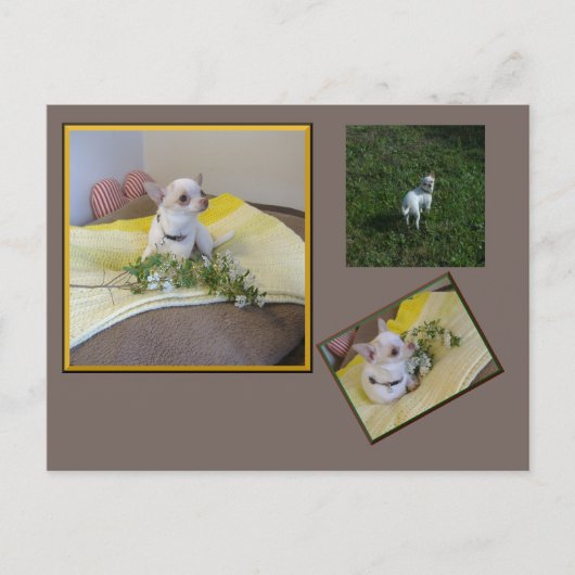 Flower Chihuahua Postcard ポストカード (正面)
