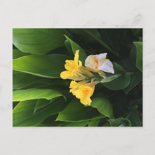 Flower Delivery ポストカード (正面)