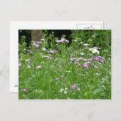 flower field postcard ポストカード (正面/裏面)