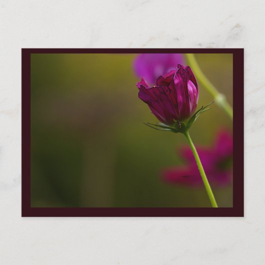 Flower Photo Postcard シーズンポストカード (正面)