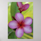 Flower, Plumeria sp.), South Pacific, Niue ポスター (正面)
