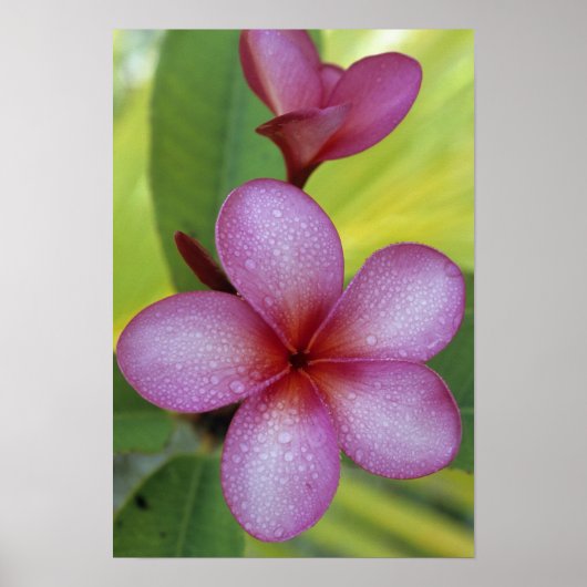 Flower, Plumeria sp.), South Pacific, Niue ポスター (正面)