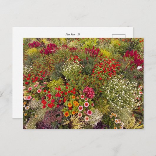 Flower Power - 10 ポストカード (正面/裏面)