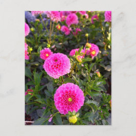 Flower Power - 12 ポストカード