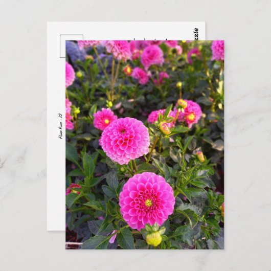 Flower Power - 12 ポストカード (正面/裏面)