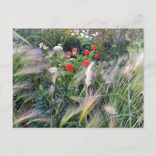 Flower Power - 13 ポストカード (正面)