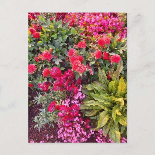 Flower Power - 14 ポストカード (正面)