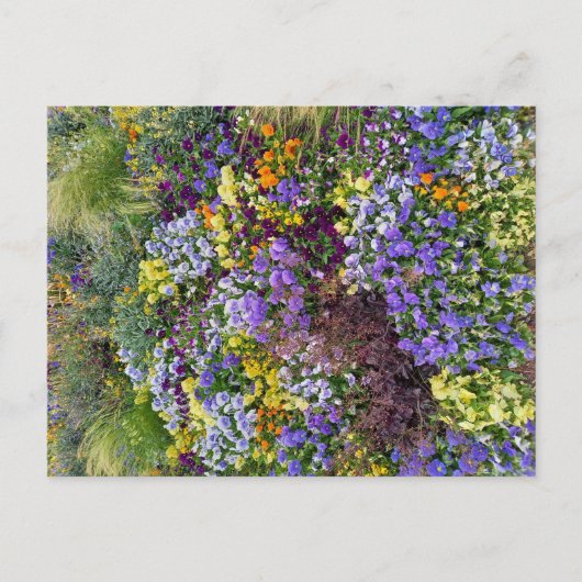 Flower Power - 1 ポストカード (正面)