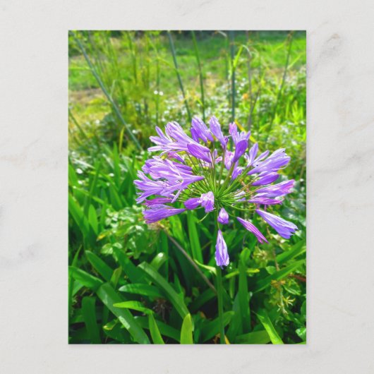 Flower Power - 5 ポストカード (正面)