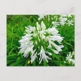 Flower Power - 6 ポストカード