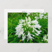 Flower Power - 6 ポストカード (正面/裏面)