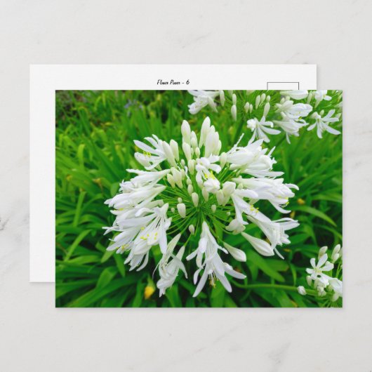 Flower Power - 6 ポストカード (正面/裏面)