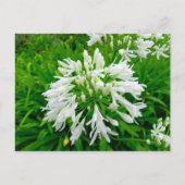 Flower Power - 6 ポストカード (正面)