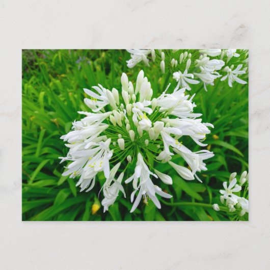 Flower Power - 6 ポストカード (正面)