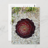 Flower Power - 7 ポストカード (正面/裏面)